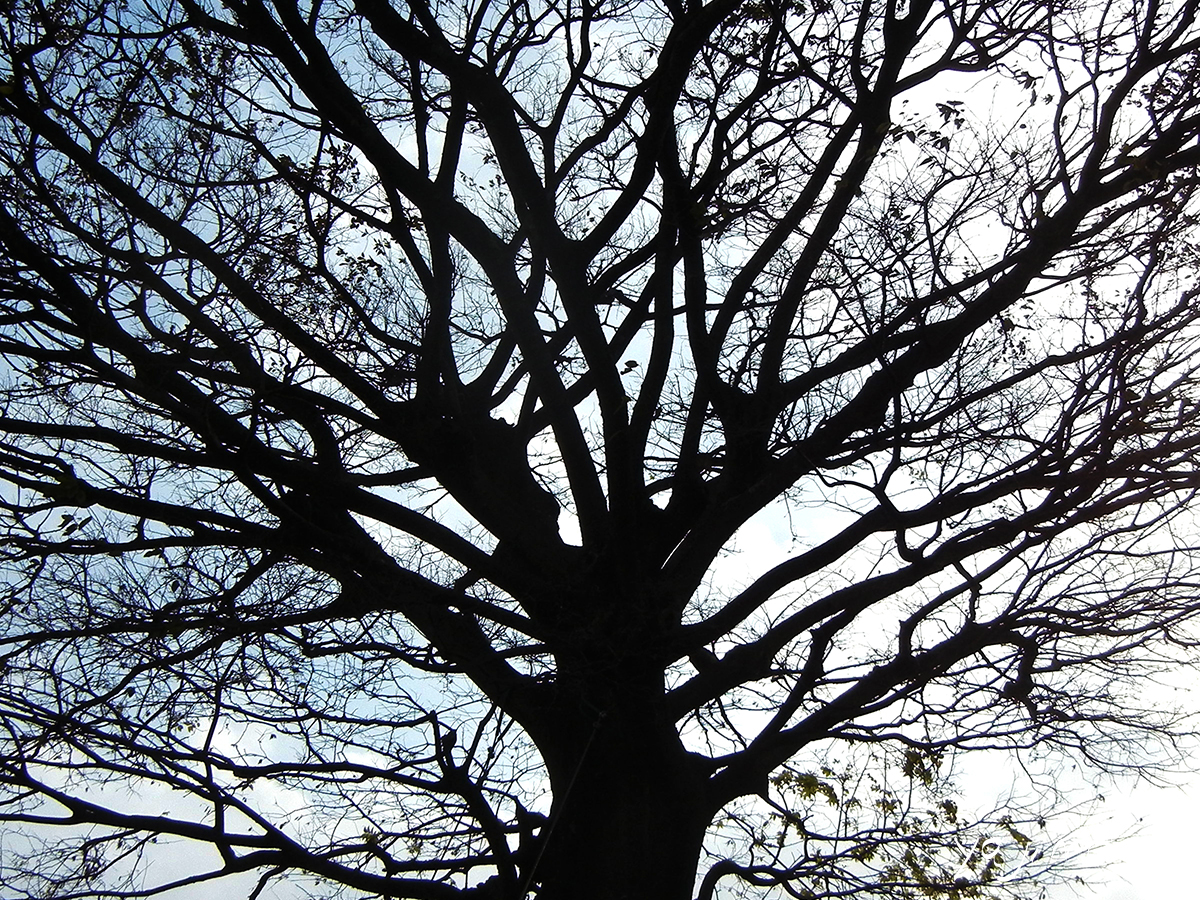 樹木の雄大さを伝えたくて、落葉の季節を迎えた大木に寄り添い、枝ぶりを描く。幹から太い枝、細い枝、空へと線を延ばす。そのイメージを写真で撮影。自分らしくを応援するサイト「I thinkでいこう」より。矢嶋剛が著作・制作・運営をしています。