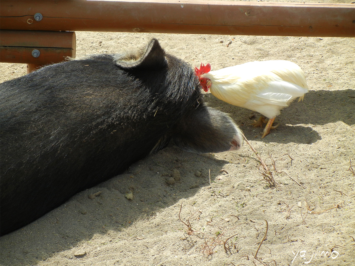 お昼寝中の豚さんに、ニワトリさんが何やらコソコソ。「わたし、考えたの…」と話しているのかな？この写真、東京・上野動物園で撮影しました。自分らしくを応援するサイト「I thinkでいこう」より。矢嶋剛が著作・制作・運営をしています。